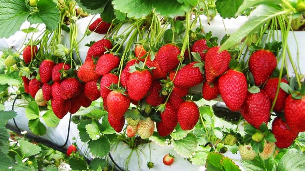 Vườn dâu tây Cà Mau Farm Điểm du lịch mới cho tuổi teen