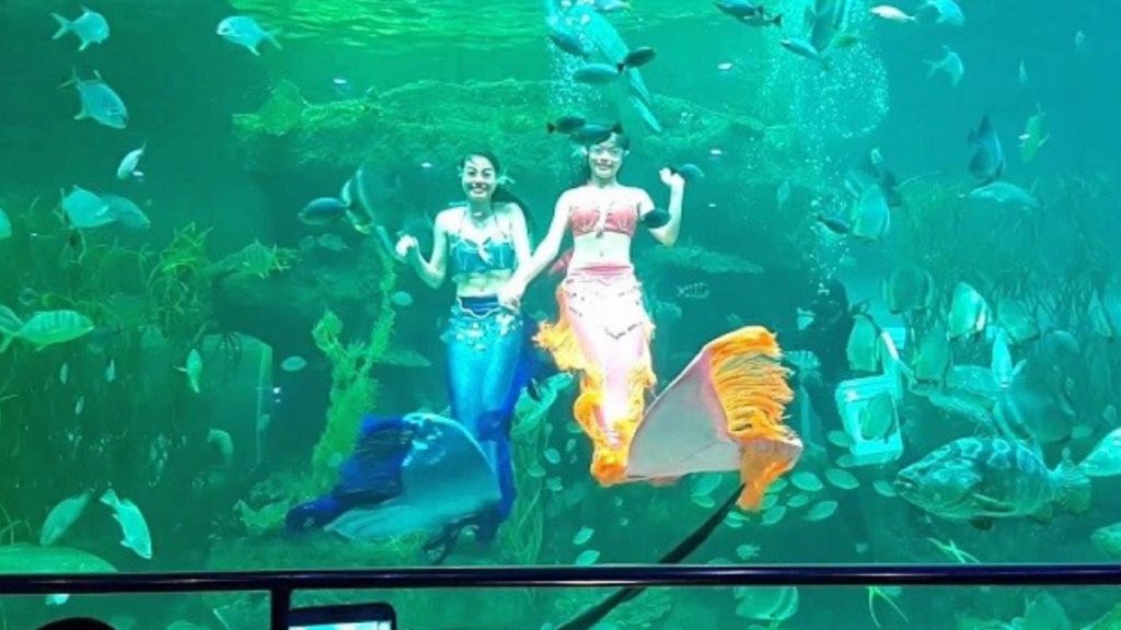show biểu diễn nàng tiên cá