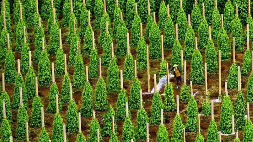 làng nghề trồng tiêu